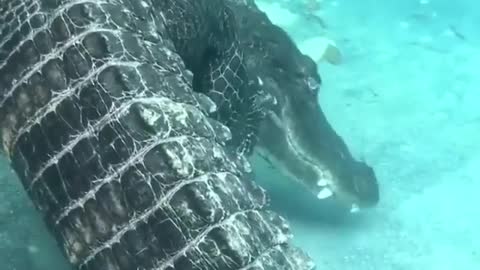 Comportamento do crocodilo embaixo d'água