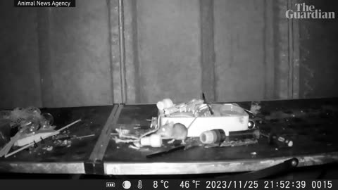 Tidy mouse cleans up while homeowner sleeps LOL!