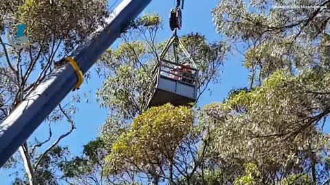 Rescue of Kariong Cockatoo