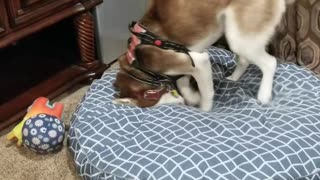 Odd Husky Gives Doggy Bed the Playful Paws