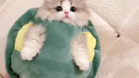 Kucing kura-kura