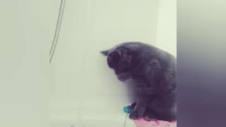 Cat Trying The Water Before She Takes A Shower