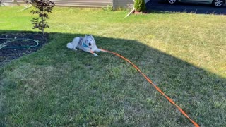 Patient dog is tired of stubborn husky's antics