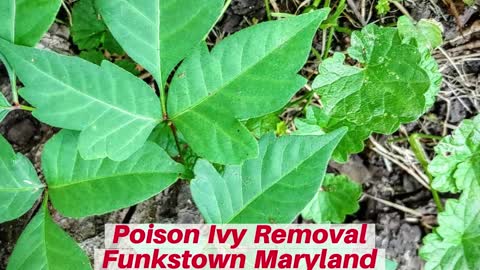 Poison Ivy Funkstown Maryland Landscape Company