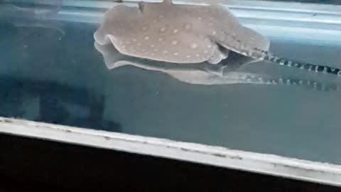 Stingray eating worm but it escapes through her spiracle