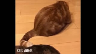 A cat Walks in A Comedy Way At Home.