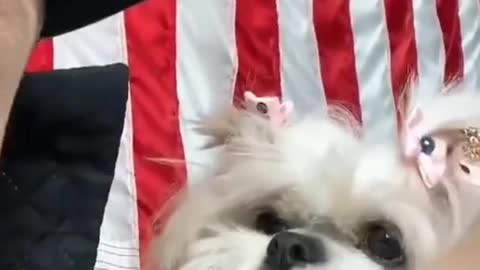 Dog didn't like the joke his owner made