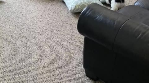 Gunner Lew The Shitzu Has A Case Of The Zoomies!!