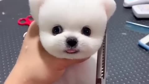 fluffy pomeranian doggy