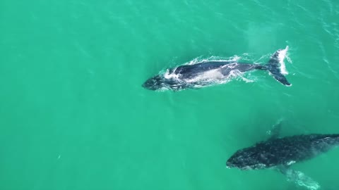 Cauchy moment for two Whales swimming in the sea