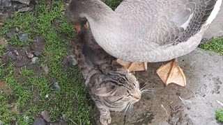 Geese Play with Patient Cat