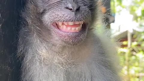 Happy Monkey @annnnnn108