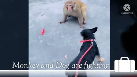 Funny and Cute Monkey and dog