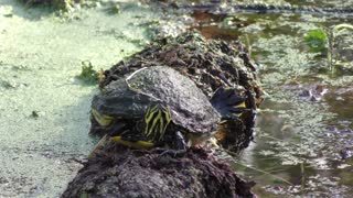 Funny Florida Cooter basking on a log