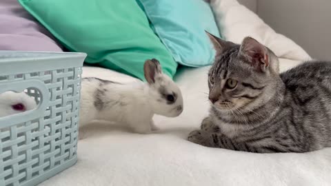 Funny Kitten tries to make friends with Tiny Bunnies