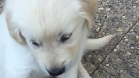 Cute Golden Retriever is Toyed with by Owner