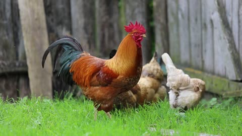 Rooster Chicken Village Farm