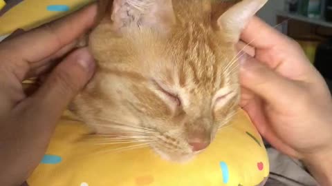 My cat enjoys a soft massage.