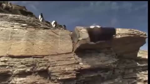 Funny Animal Video penguin