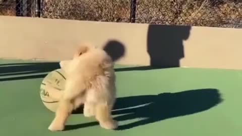 Cute dog playing with ball