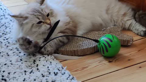 Feather Toy Learns Not To Mess With A Cat