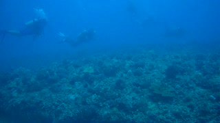 Sullivan's Reef