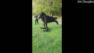 Life-Sized Crow Costume