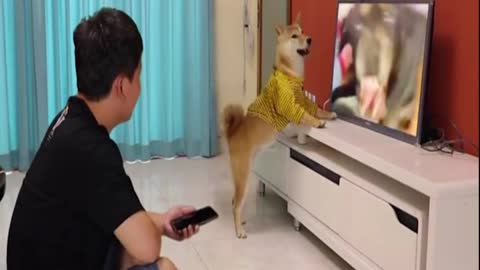 funny dog watch TV