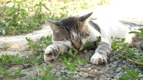 Close view of cat sleeping