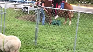 Guy falls off horse with american flag saddle