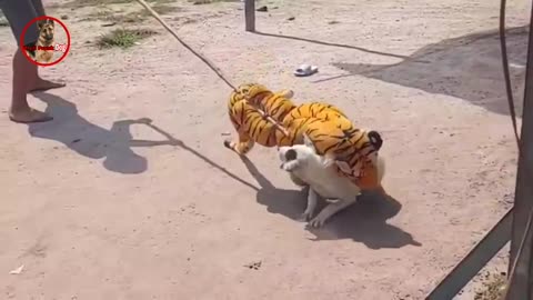 Troll Prank dog & fake Lion and Fake Tiger Prank To dog | Videos Troll 2021
