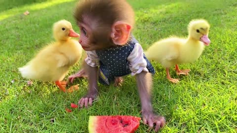 Baby monkey Cooper has fun playing with So cute ducklings in the garden and eats watermelon