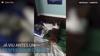 Criança tem um despertador diferente: um cão