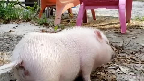 Country Pig Twerk