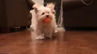 White dog with orange ball in his mouth runs