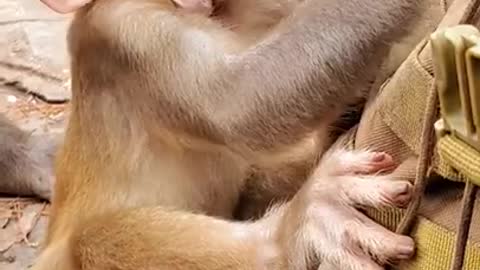 baby monkey videos