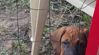 Rhodesian Ridgebacks Mister & Tickle: "helping" with the landscaping