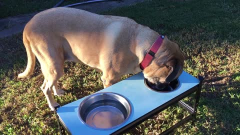 This Cute Puppy Enjoys Eating His Meal At The Garden