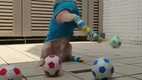 Mini dog's playing with a ball