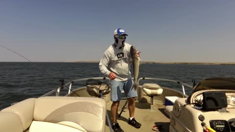 Walleye catfish double.