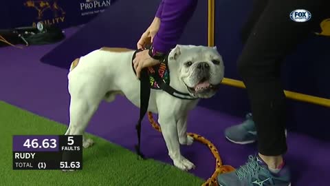 Bulldog crushes the agility course/2019 WKC Masters/Fox Sports