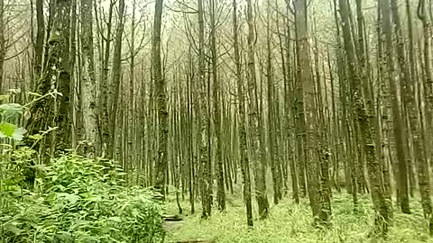 beautiful forest near my house