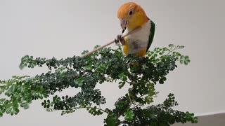 Parrot Practicing Kungfu with Stick