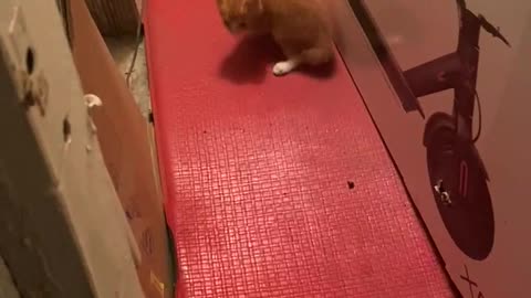 2 day old cat walking