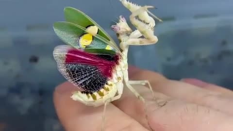 Praying mantises are masters of disguise.