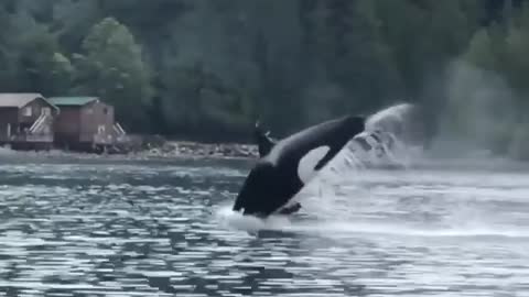 This orca gets some serious air 🐳🐳