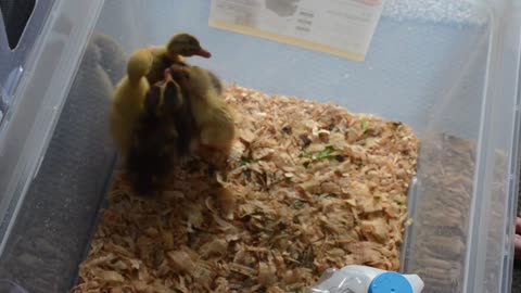 Runner Ducklings - 3 Days Old