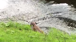 Boxer Slips Back into Stream