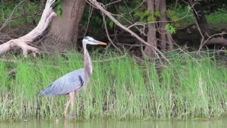 Great Blue Heron on the Mississippi River