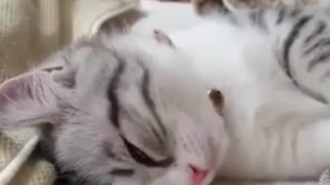 Awesome and Funny Cat sleeping moment